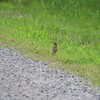 路傍から飛び立つヒバリ