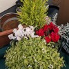クリスマス寄せ植えを仕立て直した