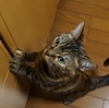 見下ろせば猫がいる。