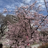 【2026年東京の桜】隅田公園お花見レポ｜スカイツリー×桜の映えスポットと穴場情報だお🌸 