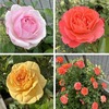 2026年、わが家の３種のバラの開花！（オリビアローズオースチン、ビブレバカンス、ティップントップ）