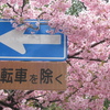 一条戻橋　河津桜　と　清明神社　京都市　上京区