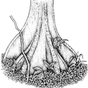 asnalo’s journal