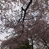 明日は桜だ！