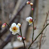 庭の梅が開花