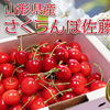 ふるさと納税返礼品／2023年度分（13）山形県長井市＿さくらんぼ佐藤錦500ｇ（Ｌ玉）