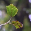 植物園散歩（10月）　２