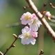 「10月桜」撮ってきました（笑）