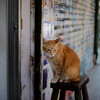 香港のカメラ屋さんの看板猫