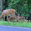 Shenandoah National Park -Part3-