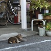 梅雨入り前の晴れた休日