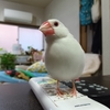 三男がご馳走してくれたトンカツ