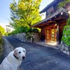 すっかり新緑の季節