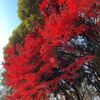 何の気なしに　都立光が丘公園　練馬区