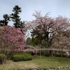 京都府立植物園（花編）。桜五分咲き。春の花。蹴上インクライン、知恩院、円山公園。