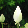 白い蓮、　ロチュス　Lotus