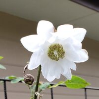 八重咲レンゲショウマの開花