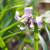 カタクリの花びらの模様が綺麗だ