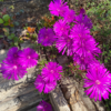 輝く花が毎春咲く！多肉植物『マツバギク（松葉菊）』の成長記録～毎年冬越して３年目の開花！