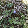 春一番の花　オオイヌノフグリ