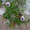 寄せ植え鉢-A、リフレッシュ