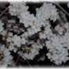 安部山公園の桜