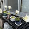 今年何回目のサボテンの花