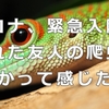 緊急入院で２週間放置されていた友人の爬虫類を引き取りに行った話し。