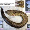 ウツボ