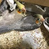 鳥を飼う前に