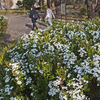 ユキヤナギ、大島桜、陽光、ボケ　2026.3.12