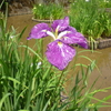 花菖蒲公園にいって菖蒲の花を見てきました。