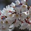 村松公園周辺の桜