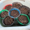今年のゴーヤ（2025年-2）定植しました。