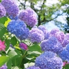 【雑学】梅雨にまつわる美しい言葉100選｜小学生と一緒に学ぼう！