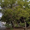 週末頭痛と大好きな花たち