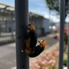 クロウリハムシの交尾 2025年4月鹿児島市