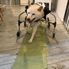 犬の車椅子を作ってもらいました