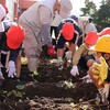 大きく育った！！さつまいも（１年）