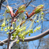 007  Sugar Maple 1