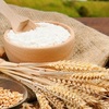 Bột mì làm từ gì? Phân loại và cách sử dụng bột mì