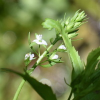 清流近くで見られた植物たち