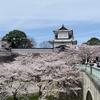 北陸のお花見紀行第２弾：金沢城公園