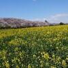 幸手市の幸手権現堂桜堤へ行って来ました🌸