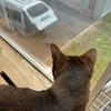 【猫さんと暮らす】ぽっかり、おひめ型の穴