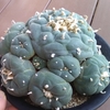 銀冠玉　群生　子どもたちが。。。