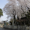 ~カピバラさんからのお便りです～　桜とともに