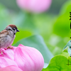 夏に花開くハスとスズメの共演を撮る