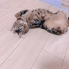 猫ちゃんorハムちゃん！選べないよ！