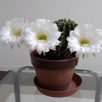 サボテンの花が咲きました２ 母のサボテン愛 わかめ手帖